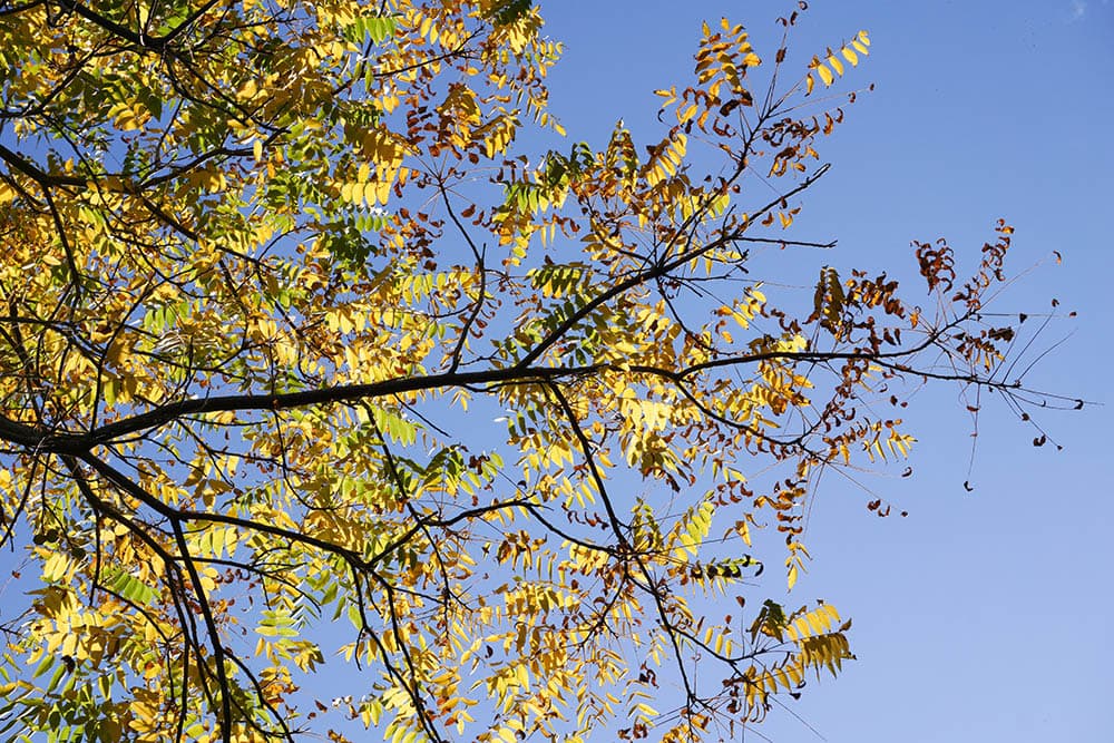 California walnut tree branch