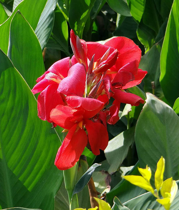 canna lily