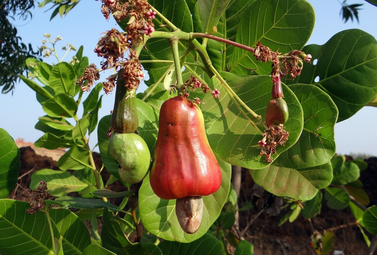 cashew tree