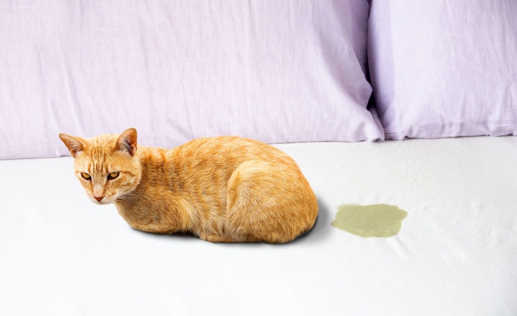 cat-pee-in-bed_cunaplus_Shutterstock-1024x626