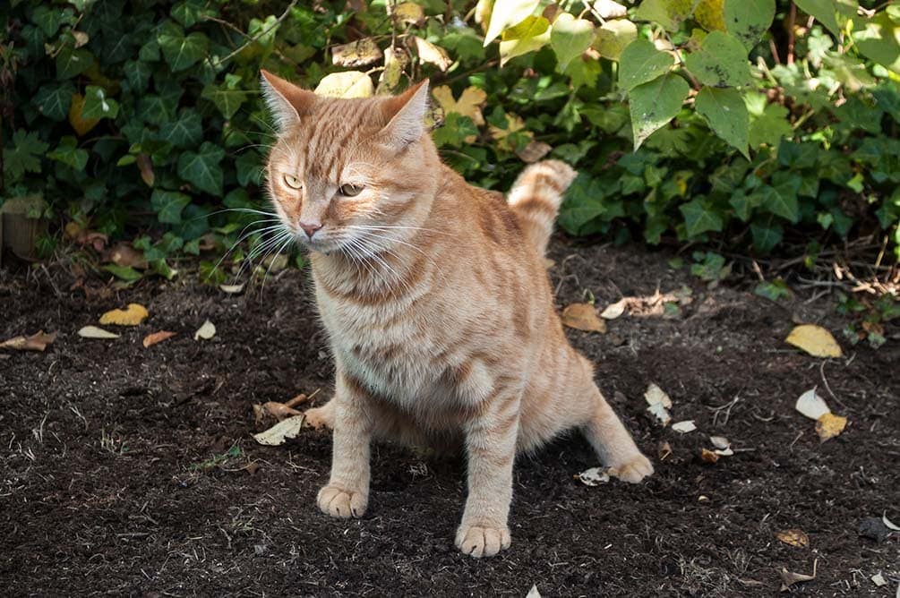 Cat pooping