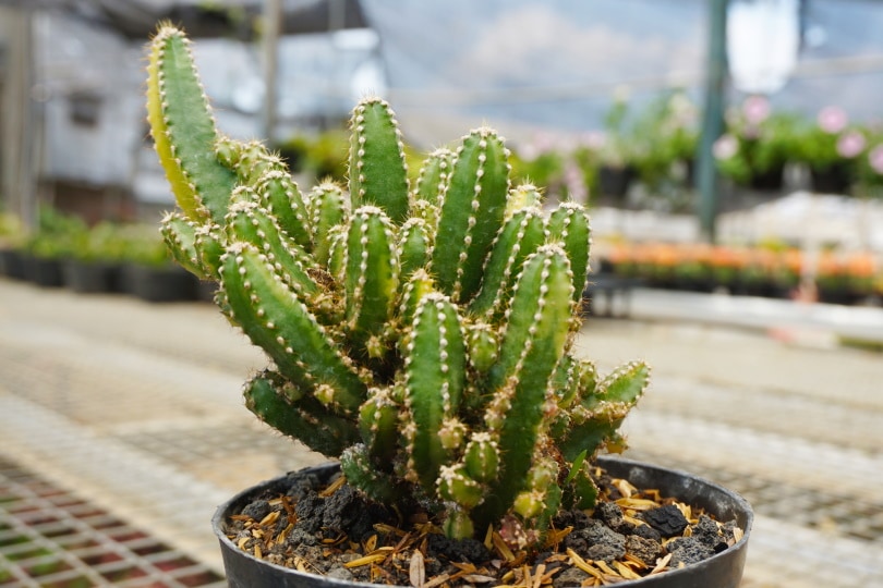 cereus tetragonus