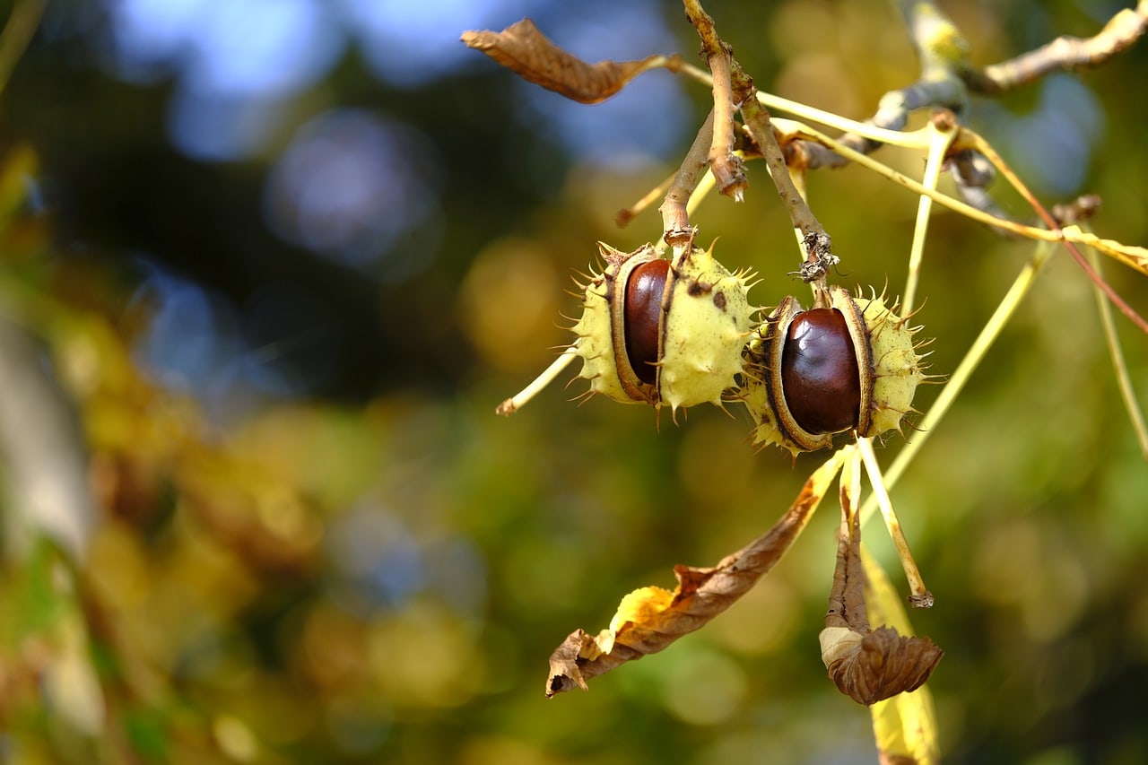 chestnut tree