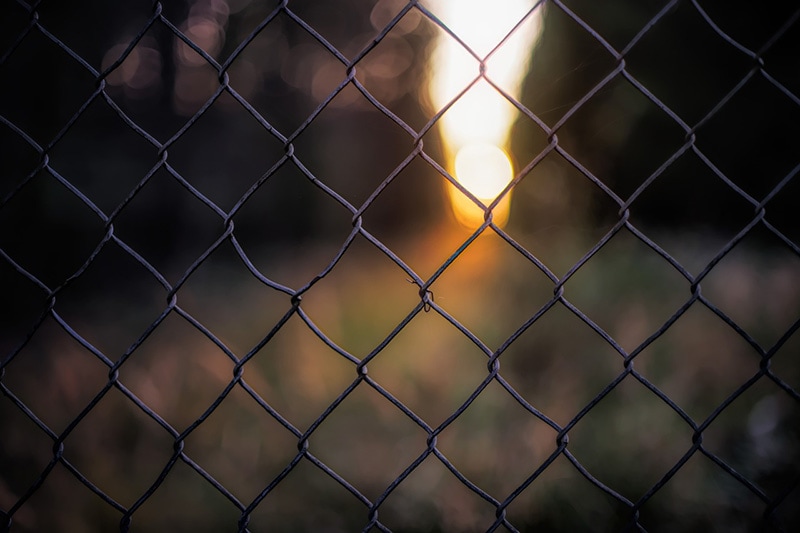 chicken wire fence