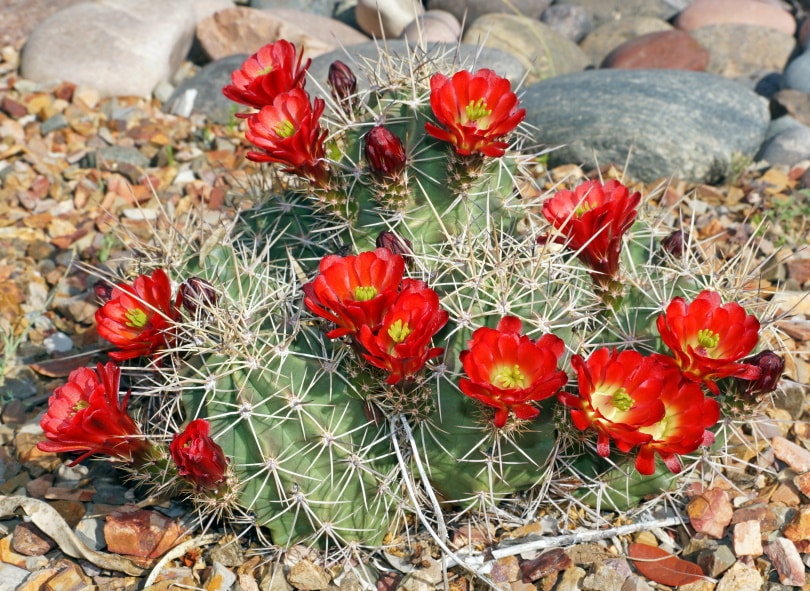 claret cup cactus