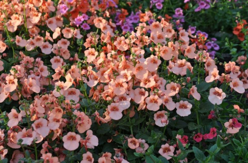 coral bells