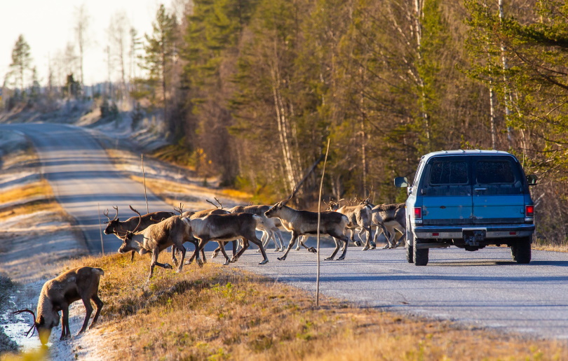 deer crossing on the road