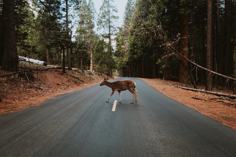deer crossing the road
