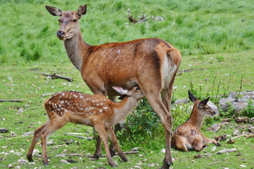 deer fawn in wild