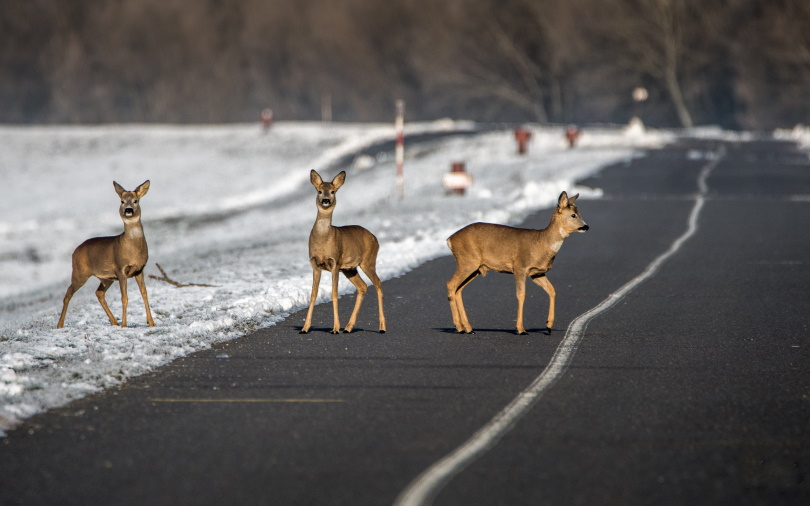 deers on the road