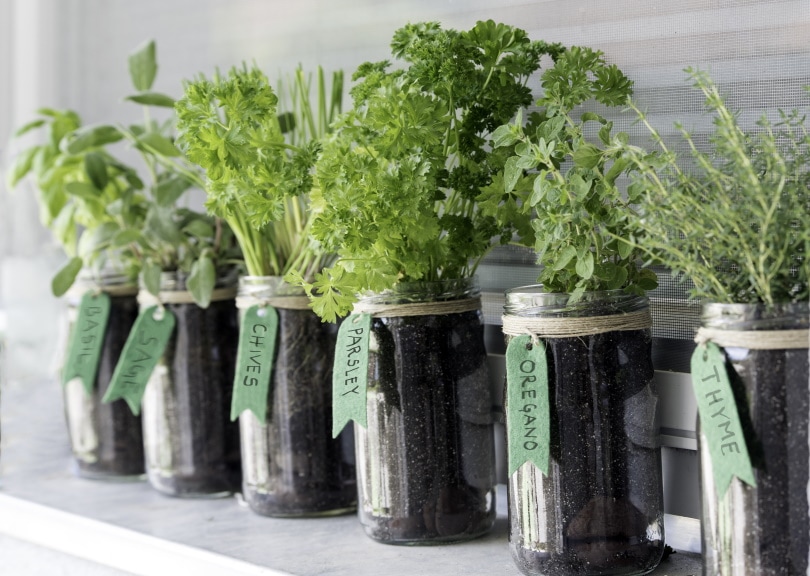 different herbs grows in glass jar
