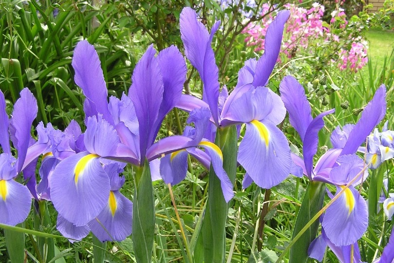dutch iris flowers