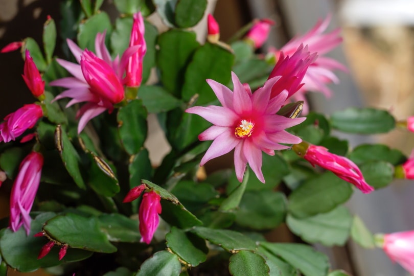 easter cactus