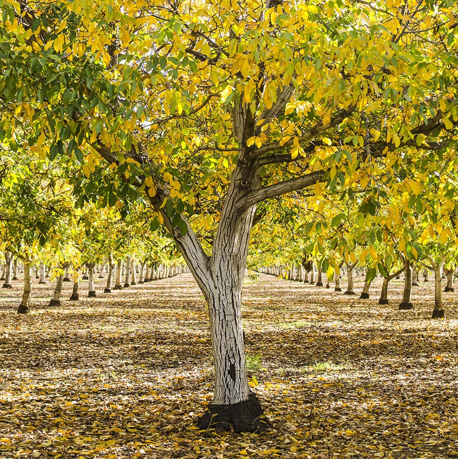English walnut trees