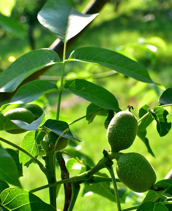 Fernor walnut close up