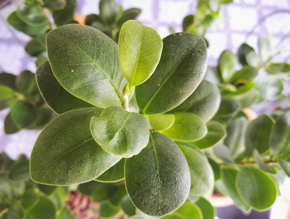 ficus ginseng
