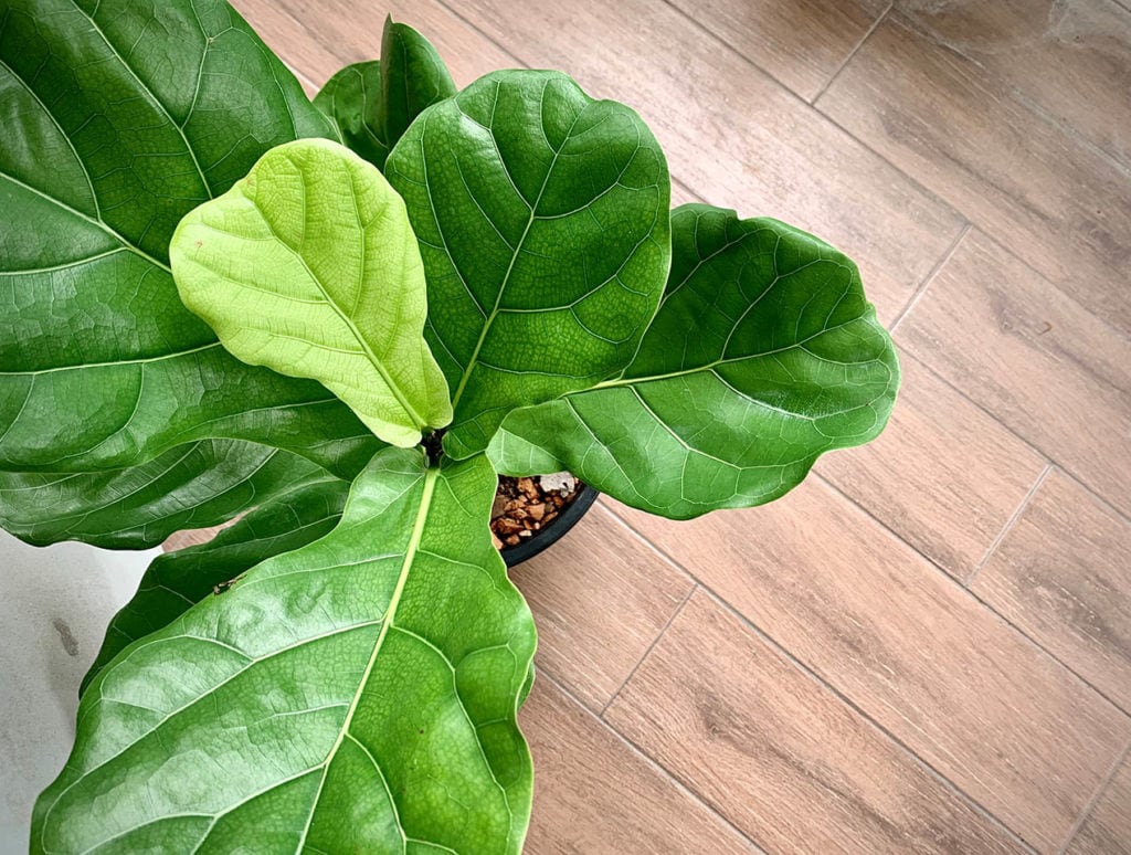 fiddle-leaf fig