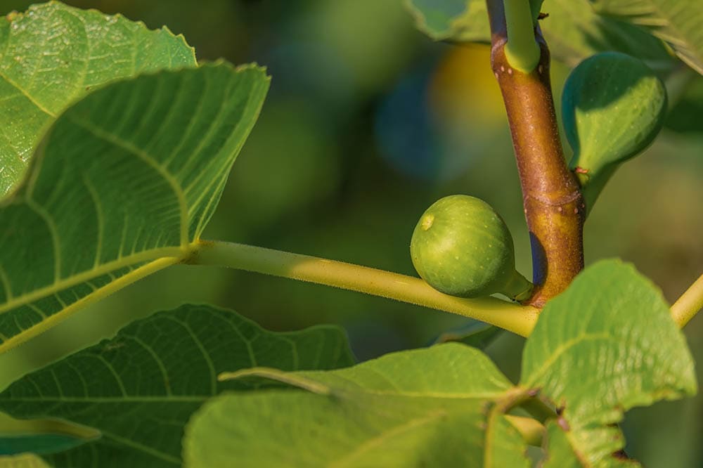 fig tree with fruit