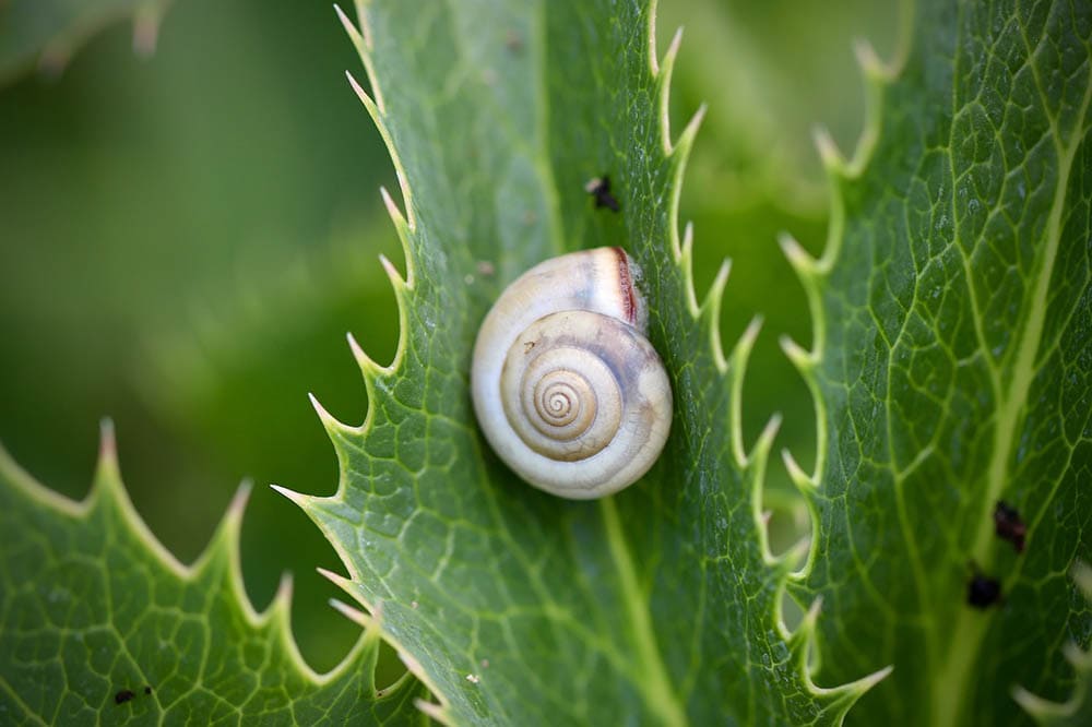 garden snail on a leaf