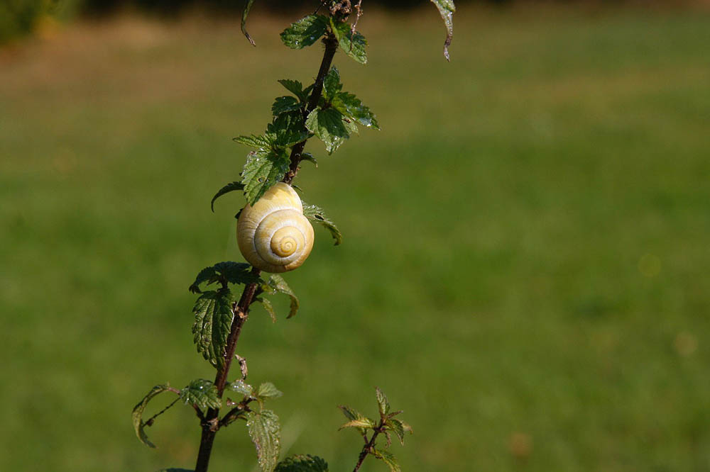 garden snail on a plant