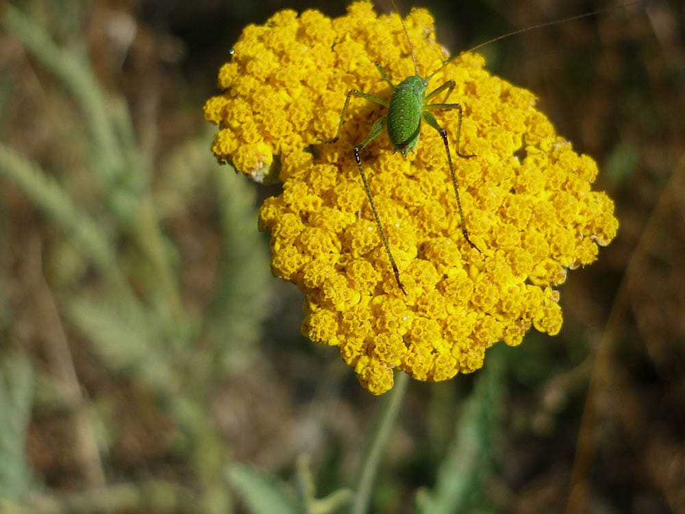 grasshopper on yarrow or Achilleas flower