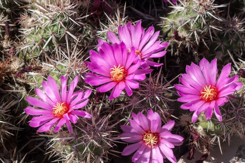 hedgehog cactus