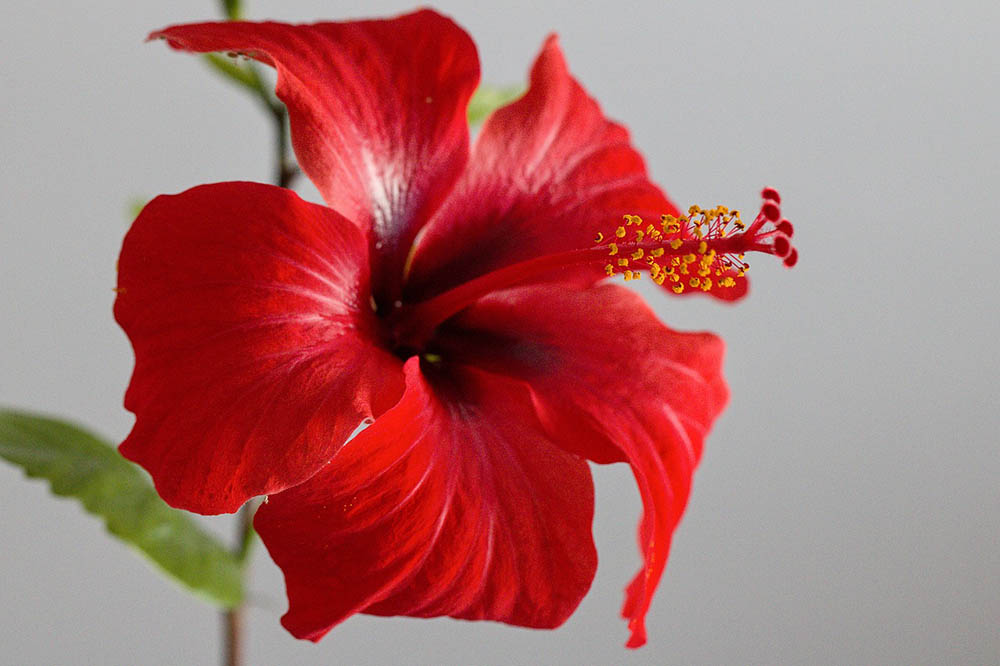 hibiscus close up