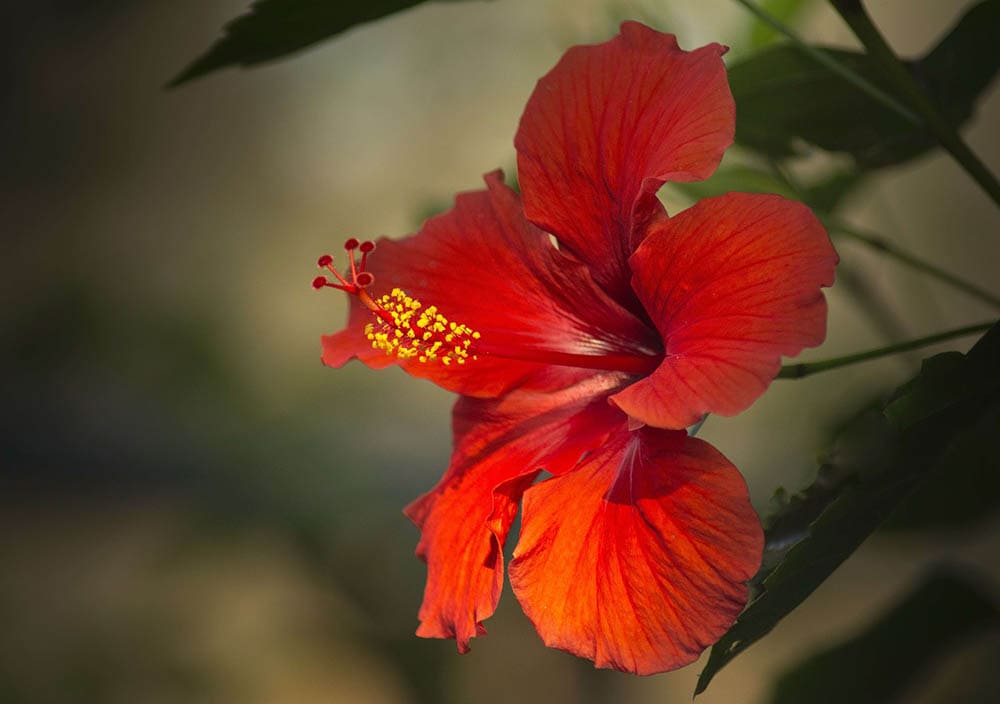 hibiscus flower