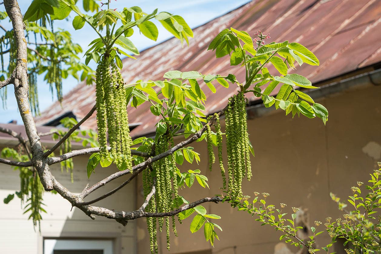 Japanese walnut tree close up