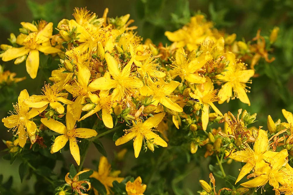 large St John's Wort