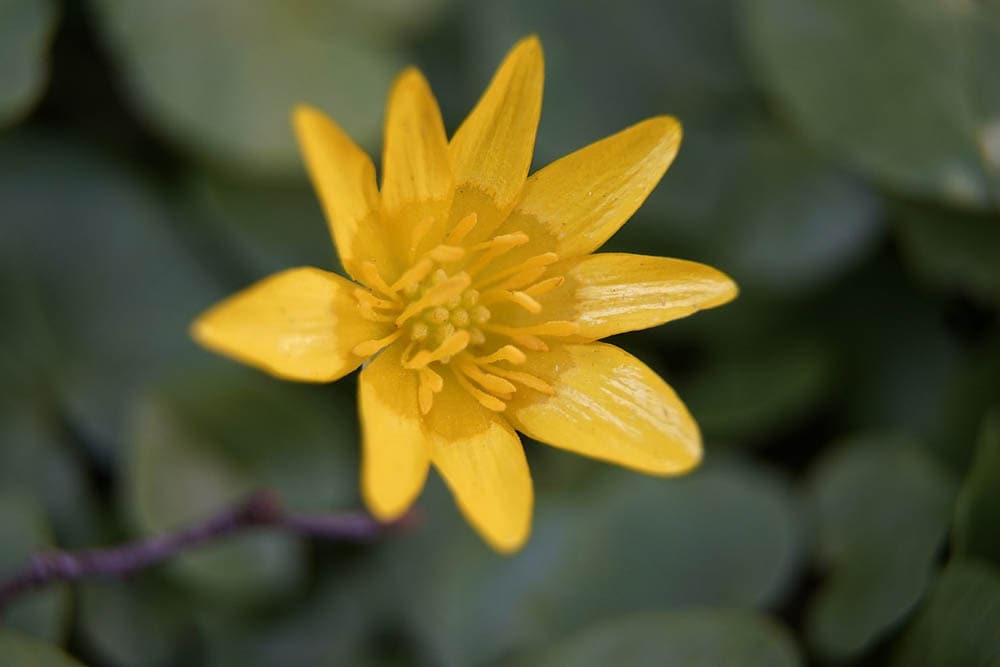 lesser celandine close up