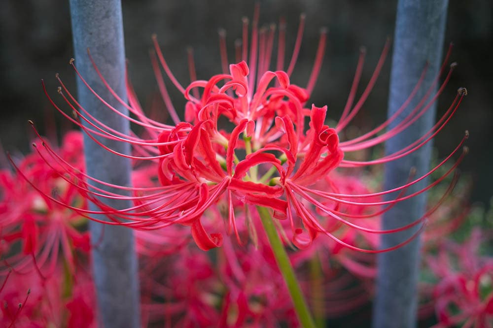 lycoris
