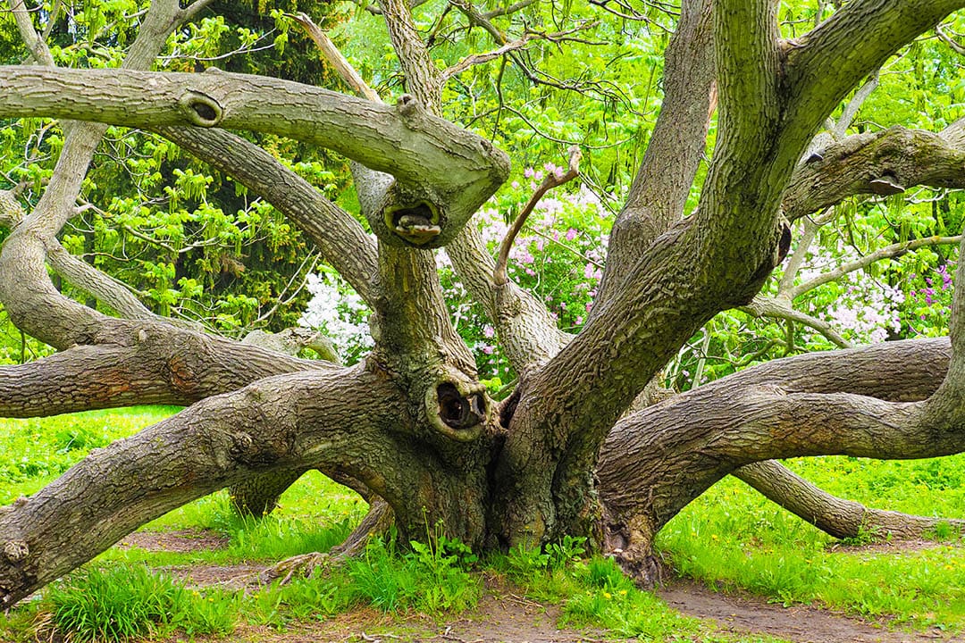 Manchurian walnut tree