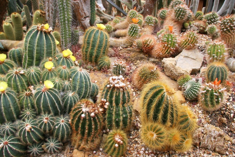 notocactus schlosseri