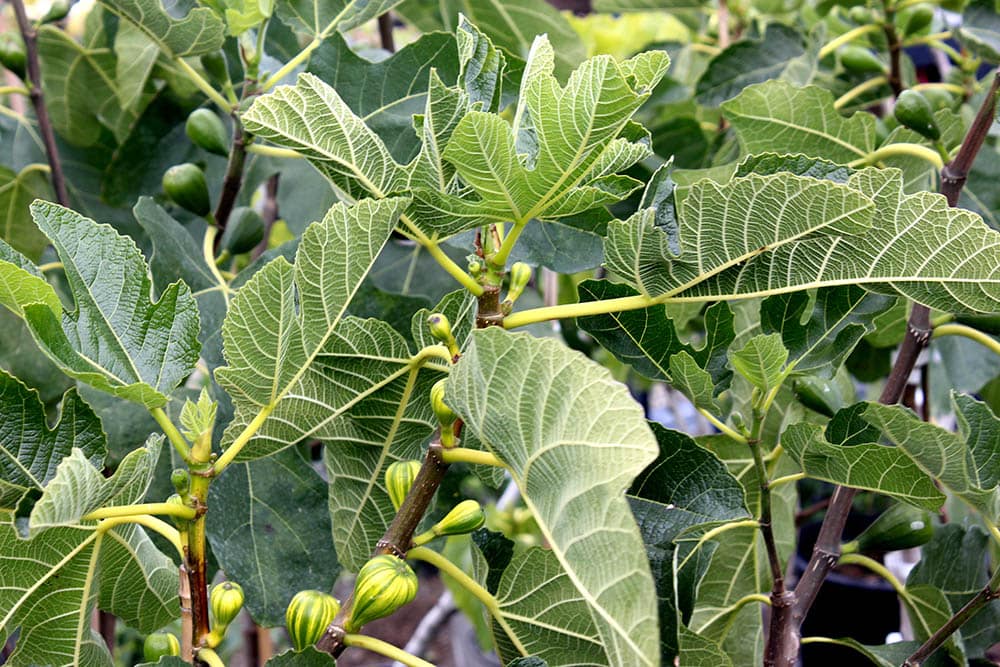Panache Tiger Fig Tree