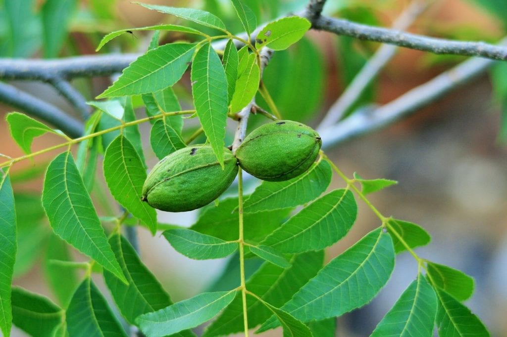pecan nut