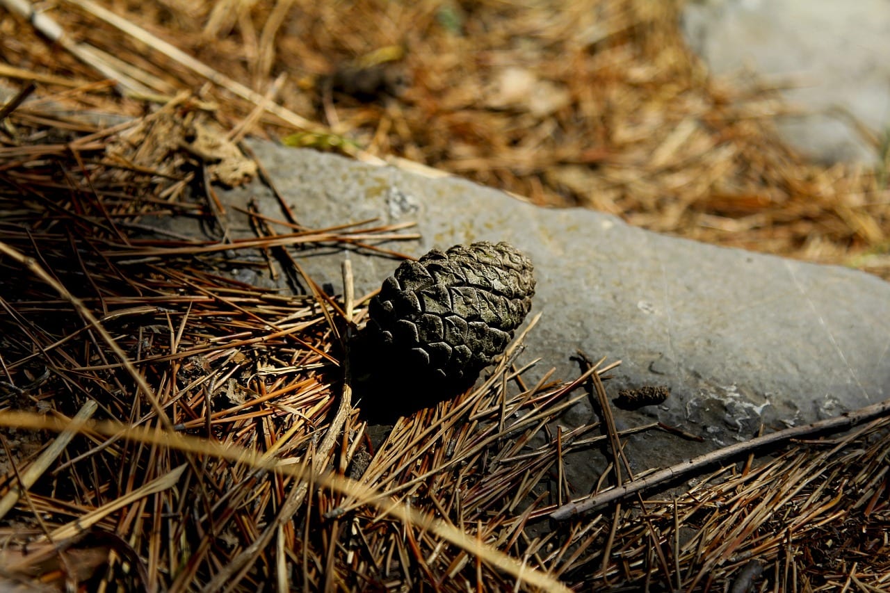 pine nut