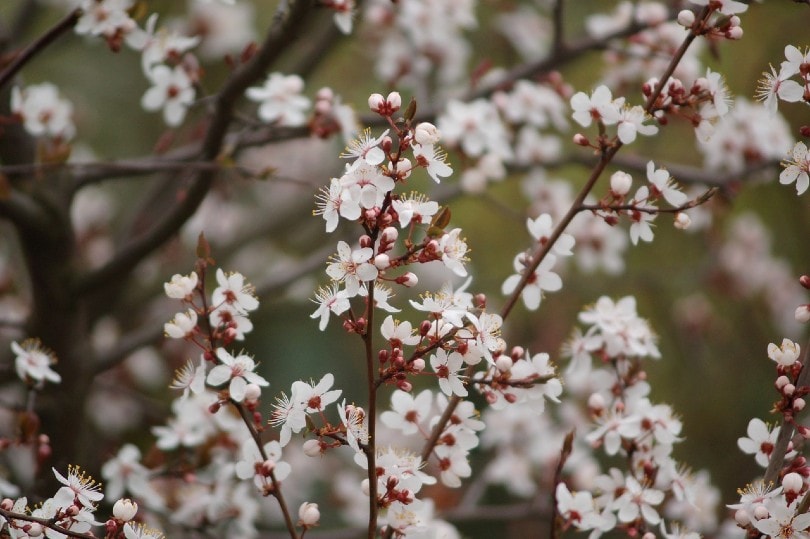 plum tree