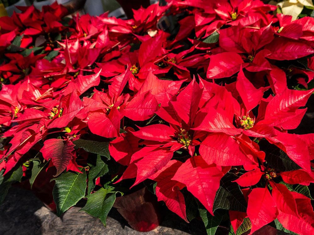 poinsettia