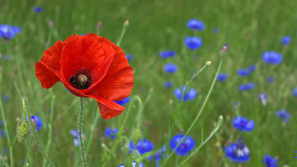 poppy