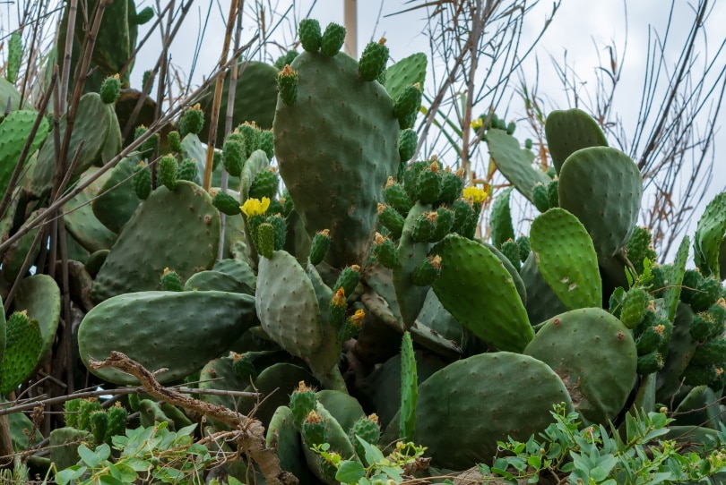 prickly pear cactus