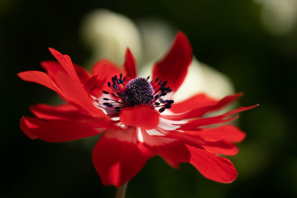 red anemone