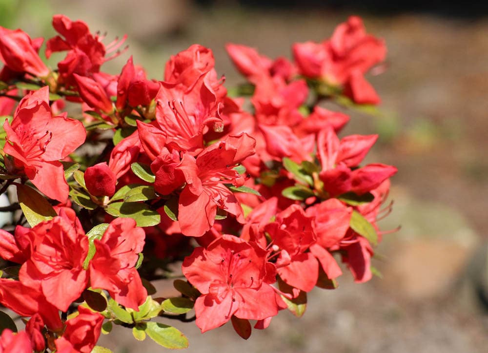 red azalea