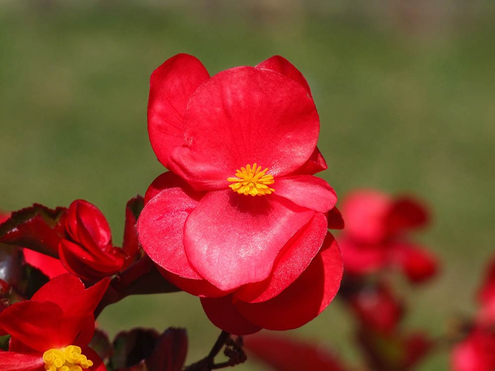 red begonias