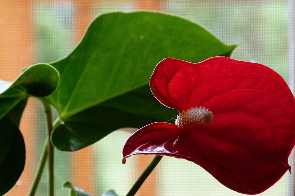 red calla lily