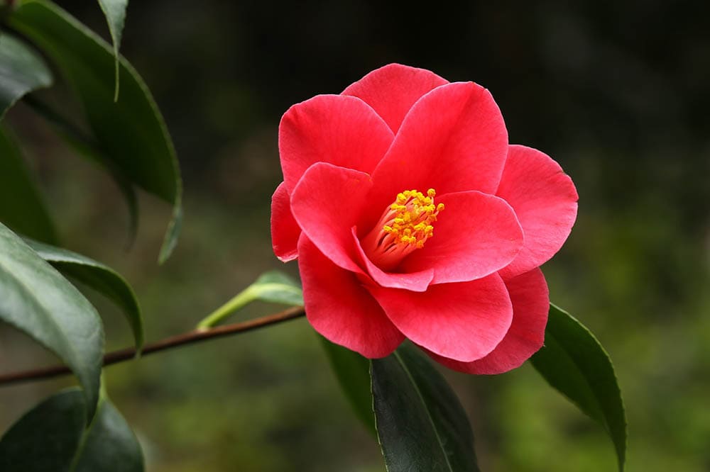 red camellia