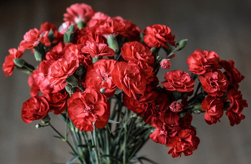 red carnations