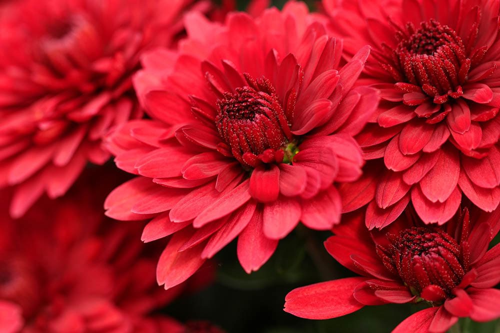 red chrysanthemums