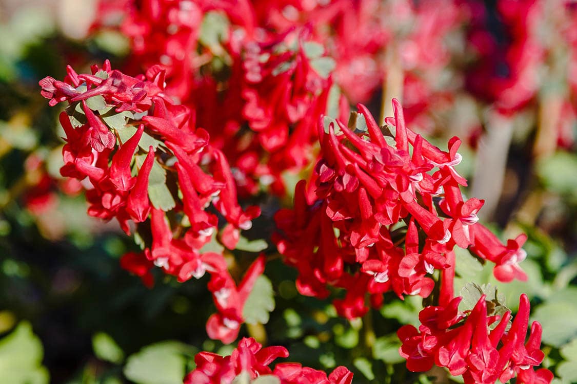 red Corydalis