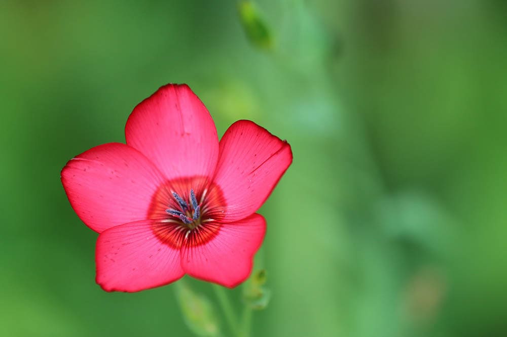 red crocus